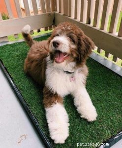 Expert Guide to Successfully Litterbox Training Your Dog