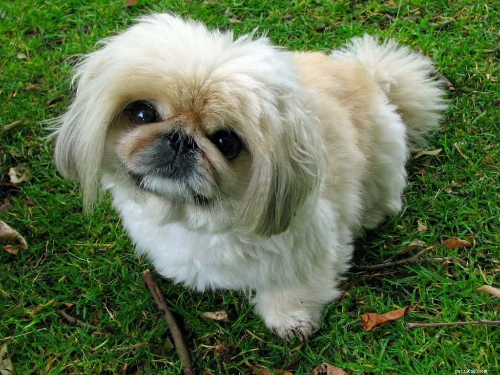 Expert Guide to Successfully Litterbox Training Your Dog