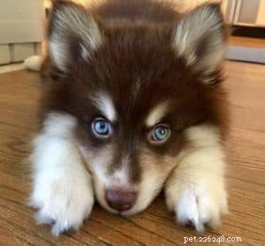 Expert Guide to Successfully Litterbox Training Your Dog