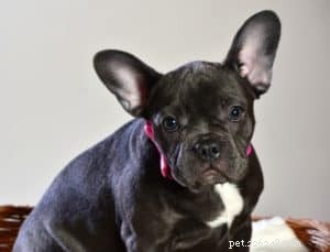 Expert Guide to Successfully Litterbox Training Your Dog
