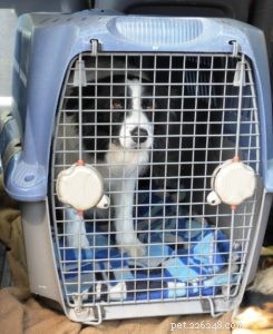 Expert Guide to Crate-Training Your Adult Dog
