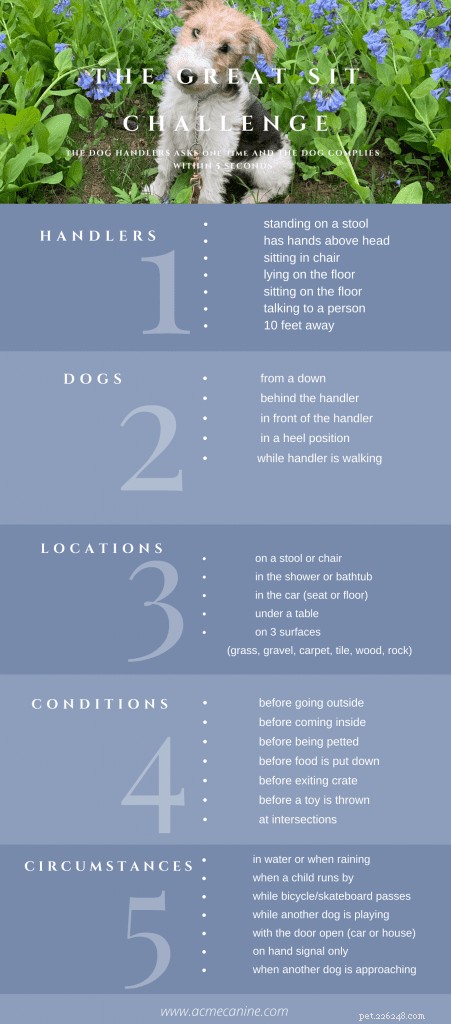 The Great Acme SIT Challenge: Test Your Dog s Obedience & Bond