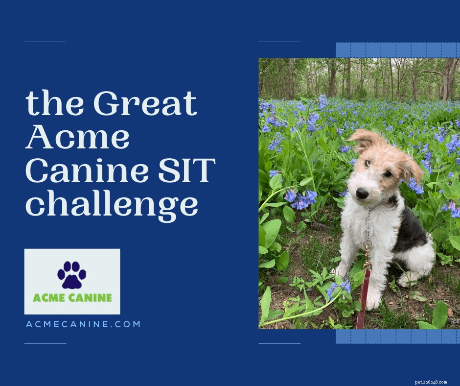 The Great Acme SIT Challenge: Test Your Dog s Obedience & Bond