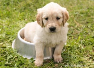 5 Essential Puppy Training Tips for a Well-Behaved Companion