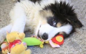 5 Essential Puppy Training Tips for a Well-Behaved Companion