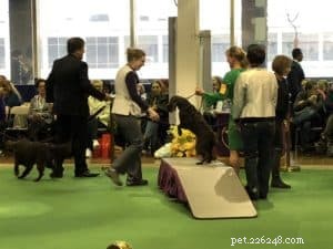 5 Essential Tips to Get Your Dog Show‑Ready