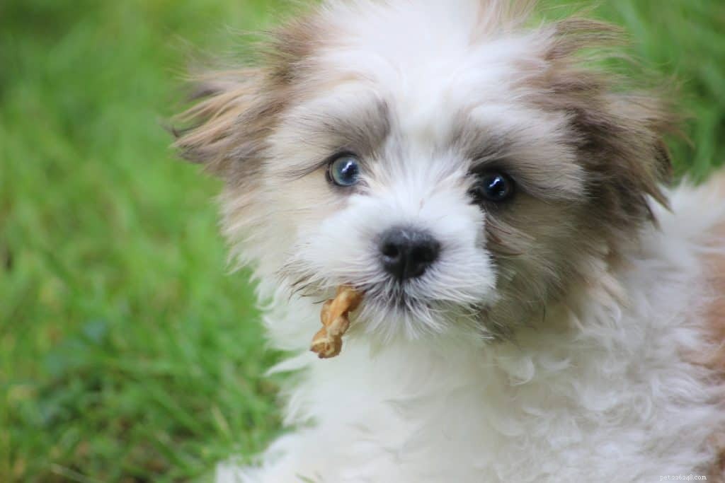 How to Make Your Dog Truly Listen: Proven Training Techniques