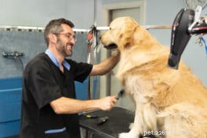 Teach Your Dog the Sit Command: Step‑by‑Step Guide for Positive Results