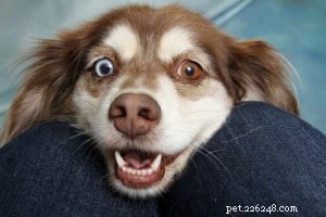 Teach Your Dog the Sit Command: Step‑by‑Step Guide for Positive Results