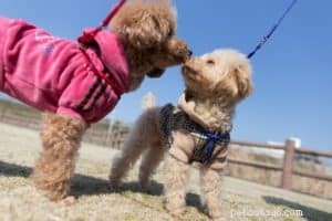 Mastering Leash Walking: How to Train Your Dog to Walk Calmly and Confidently