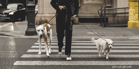 Mastering Leash Walking: How to Train Your Dog to Walk Calmly and Confidently