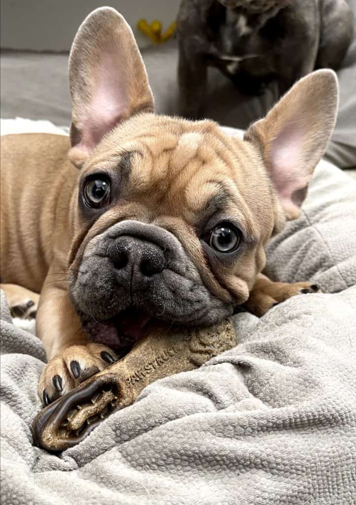 Why Your Dog Sees You as Its Leader: Insight into Canine Behavior