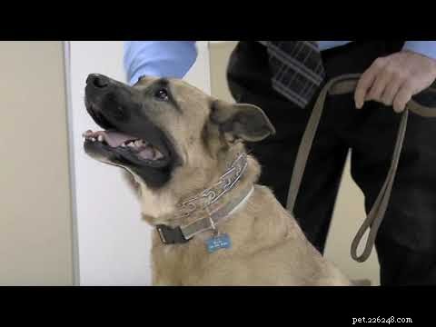 Why Your Dog Sees You as Its Leader: Insight into Canine Behavior