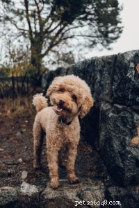 Strengthen Your Relationship with Your Dog: A Guide to Deep Bonding