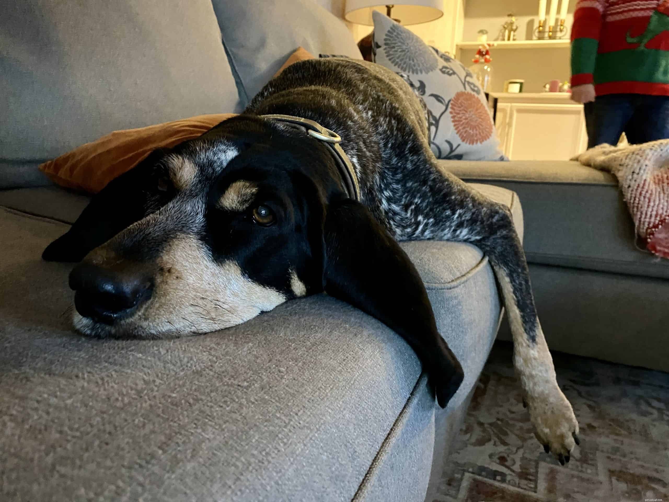 How to Correct Canine Bad Manners: Set Clear Boundaries for a Well-Behaved Dog