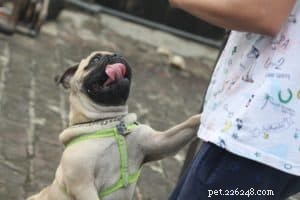 Mastering Self‑Control in Dogs: The Proven Path to Positive Behavior