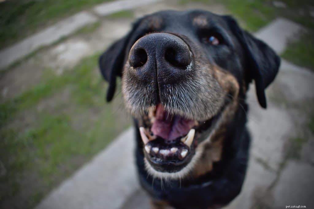 Mastering Self‑Control in Dogs: The Proven Path to Positive Behavior