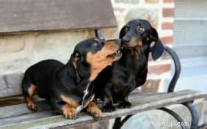 Mastering Self‑Control in Dogs: The Proven Path to Positive Behavior