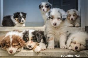 6 Essential Tips for Successful Puppy Training
