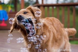 Mastering Self‑Control in Dogs: The Proven Path to Positive Behavior