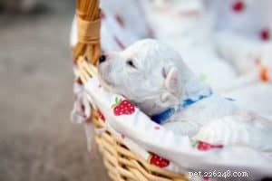 6 Essential Tips for Successful Puppy Training