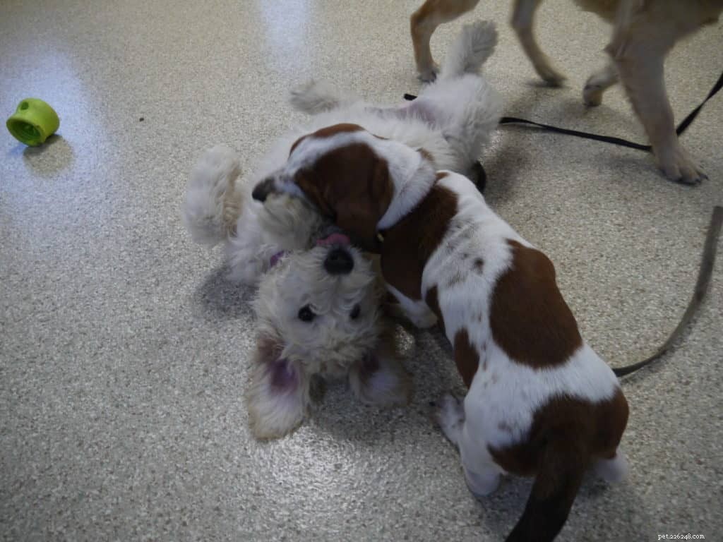 4 Essential Must-Haves for Your New Puppy: Care, Training, Boundaries, Love
