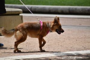 4 Essential Must-Haves for Your New Puppy: Care, Training, Boundaries, Love