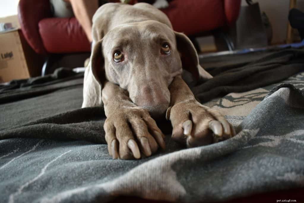 Building Confidence: The Role of Structure, Guidance, and Leadership in Effective Dog Training