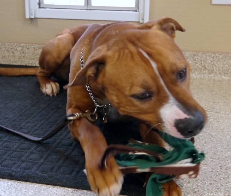 Choosing the Right Dog Collar: A Complete Expert Guide