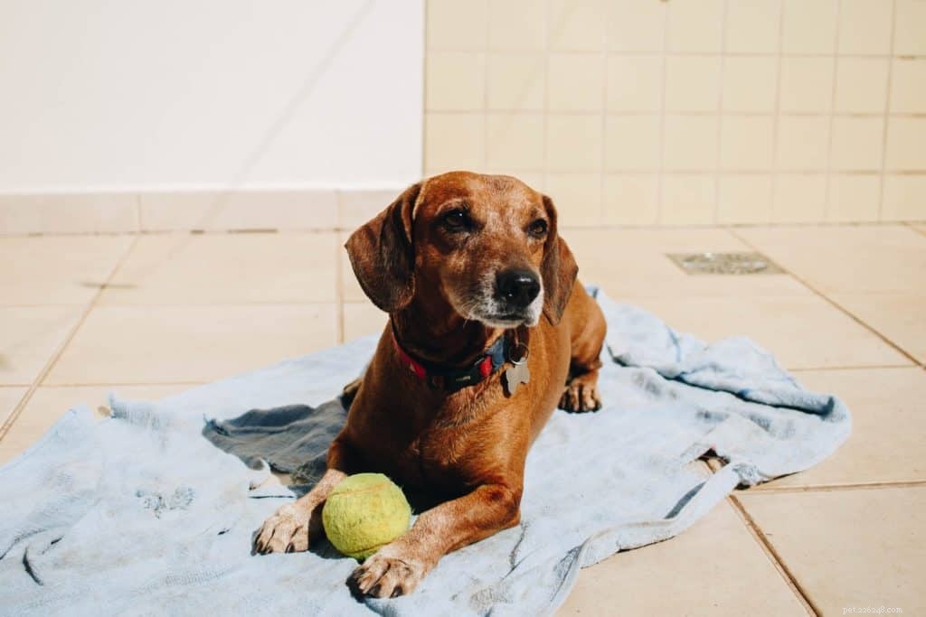 Avoid Common Pitfalls: Expert Tips for Potty Training Your Pup