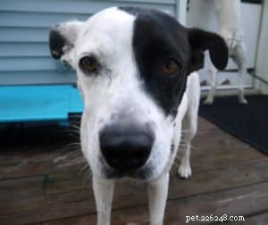Top 7 Puppy Behaviors Every Owner Should Spot