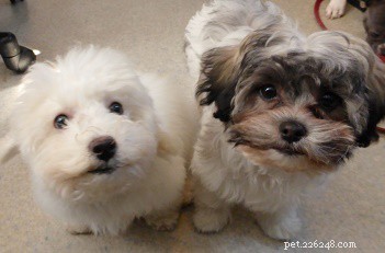 Top 7 Puppy Behaviors Every Owner Should Spot