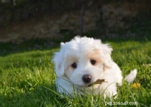 Top 7 Puppy Behaviors Every Owner Should Spot