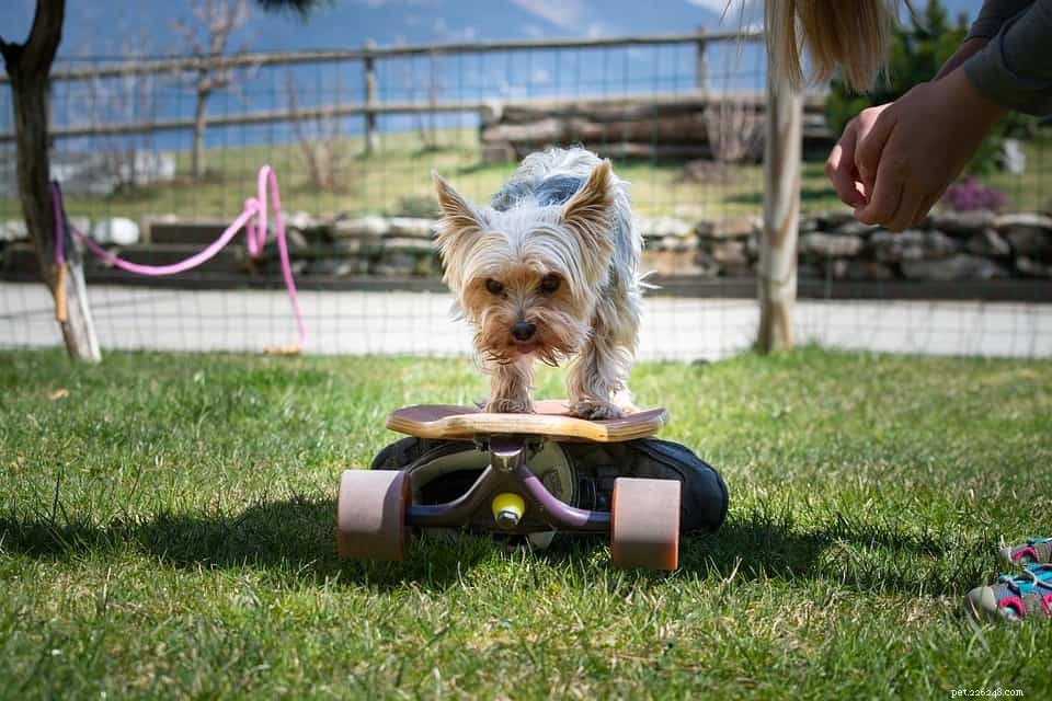 Teaching Senior Dogs New Tricks: It s Never Too Late