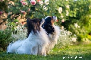 Teaching Senior Dogs New Tricks: It s Never Too Late