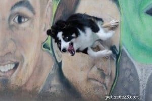 Teaching Senior Dogs New Tricks: It s Never Too Late