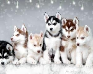 The Ultimate Beginner’s Guide to Choosing and Caring for Your First Puppy