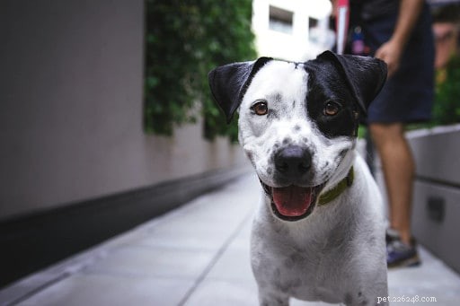 The Ultimate Beginner’s Guide to Choosing and Caring for Your First Puppy