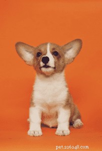 The Ultimate Beginner’s Guide to Choosing and Caring for Your First Puppy