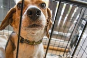 8 Expert Tips for Selecting the Perfect Puppy Crate