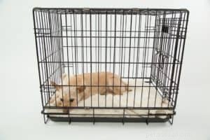 8 Expert Tips for Selecting the Perfect Puppy Crate