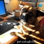 Stress-Free Dog Training: A Guide for New Owners