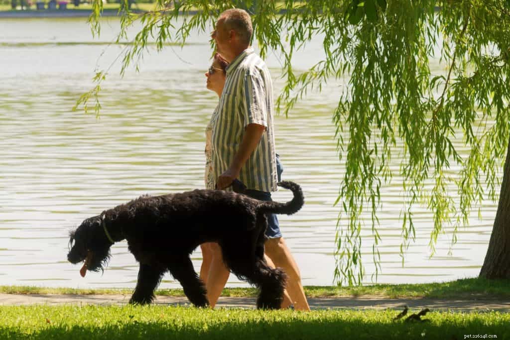 How This Dog Mastered Obedience: Expert Training Tips Revealed