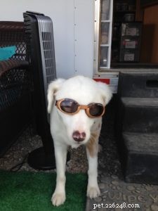 Training a Deaf Puppy: Practical Tips for Success