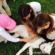 Training a Deaf Puppy: Practical Tips for Success