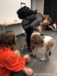 Training a Deaf Puppy: Practical Tips for Success