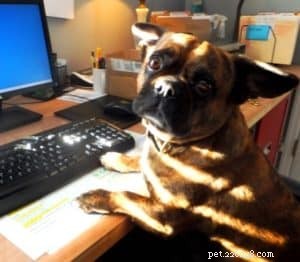 Why Your Dog’s Success Depends on Owner Training, Not Just Dog Training