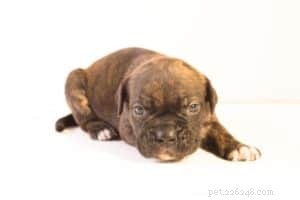Begin Early: Essential Puppy Training & House Rules for a Happy Home