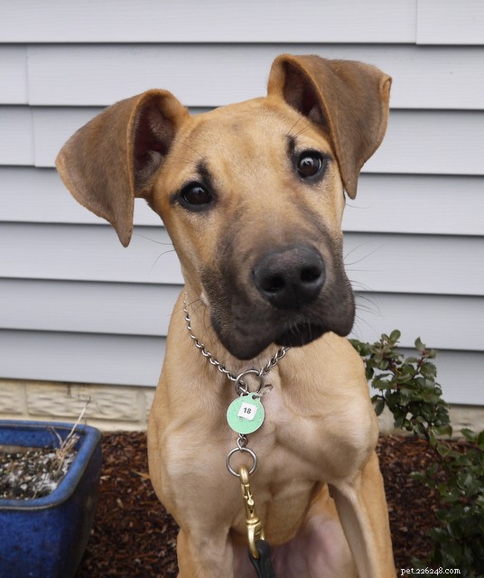 Housebreaking Your Puppy: Quick & Easy Training Guide