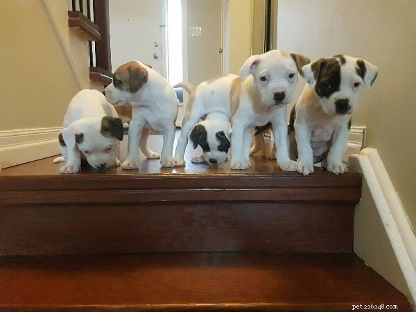 Puppy Preschool: Building Foundations for a Well‑Behaved Dog